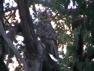 Great Horned Owl in the Wild