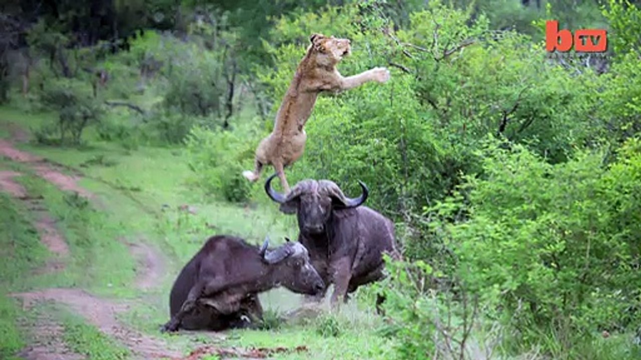 Flying Lion  Buffalo Launches Predator Into The Air