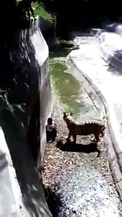 Boy eaten by lion