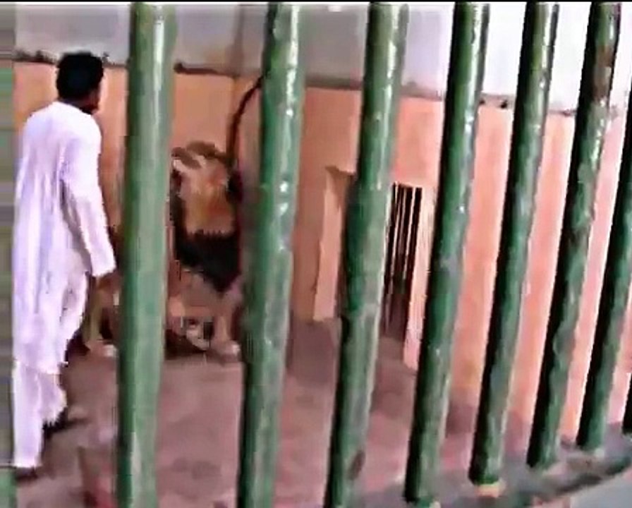 Dangerous Lion attacks on Human