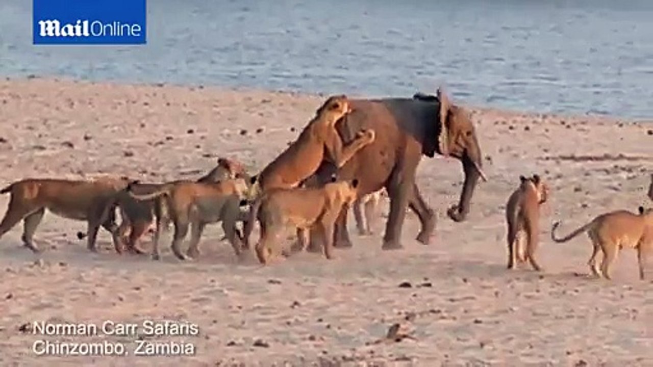 Elephant defends itself against attack from pride of lions
