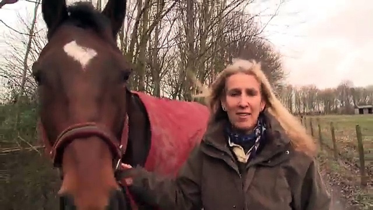 Rencontre entre un cheval et un ami de longue date