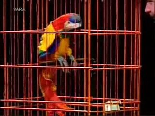 Herman Finkers Papegaai