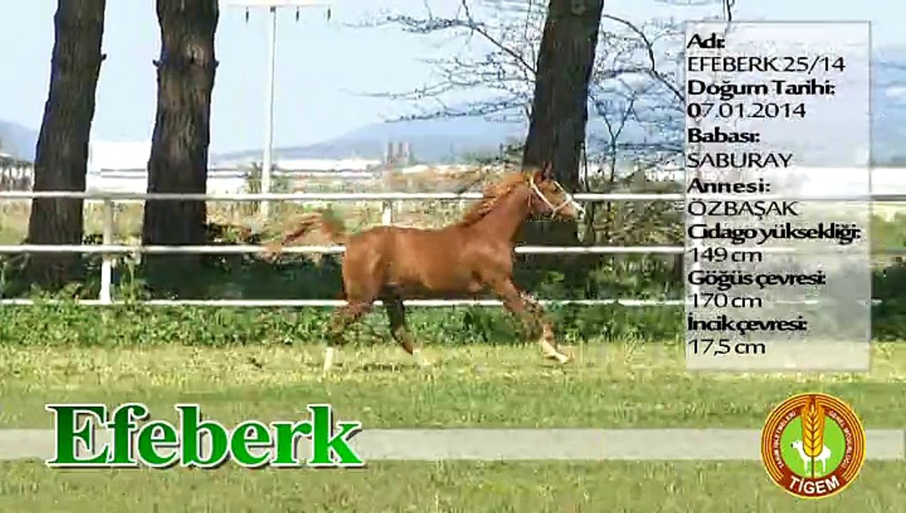 EFEBERK