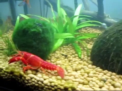 Aquarium 160l 100x40x40cm mit Welsen, Schwerttraegern, Mollys, Guppys und Krebsen