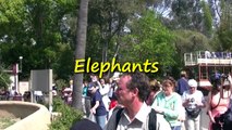 Elephants at the San Diego Zoo (in HD)
