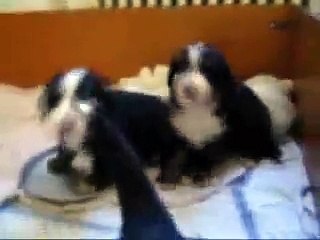 Bernese Mountain Dog / Boyero de Berna