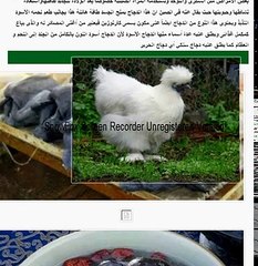 صور الدجاج الأسود أغلى دجاج فى العالم للأغنياء فقط الذى يمنح القوى والنشاط الهائل