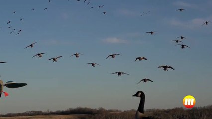 Quack Smack in Slow Motion