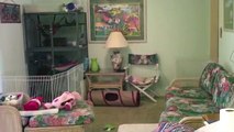 The Greatest Ferret Cage (Ferret Nation Cage) and playpen  MUST SEE