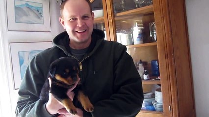 Rottweiler Puppy 4 weeks old