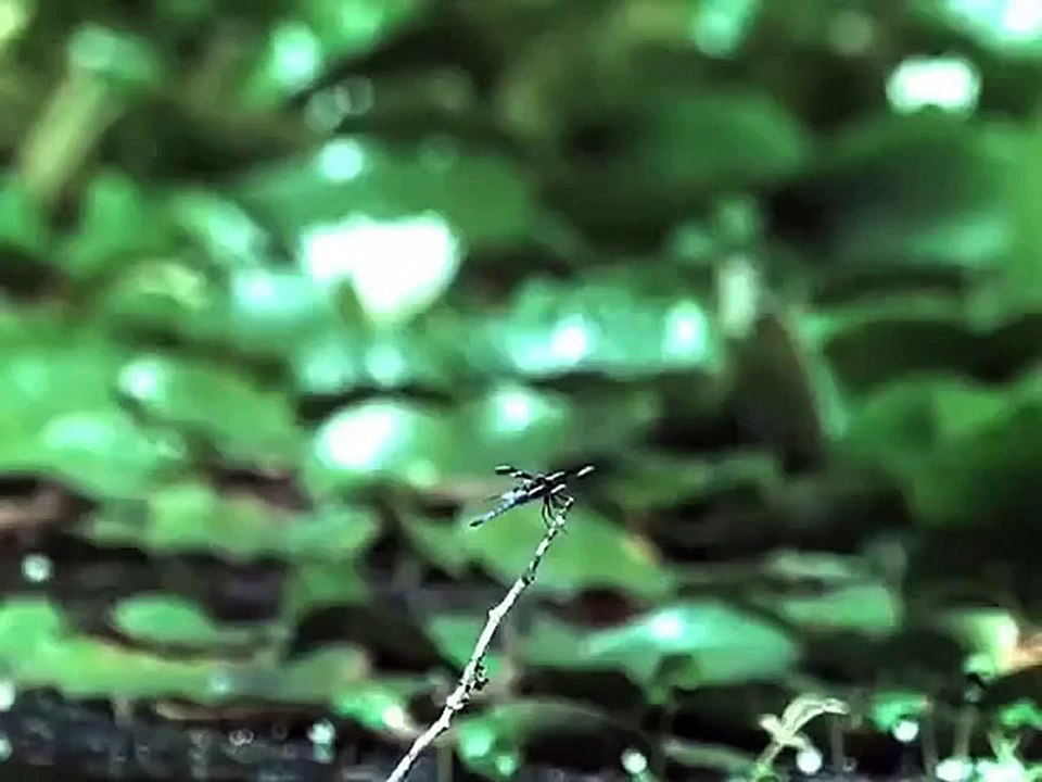 Frog Fail