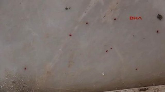 İzmir Dokuz Eylül Üniversitesi Öğretim Üyelerinin Odalarını ?lyme Bakterisi Taşıyan Kene Bastı