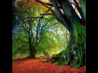 Michael Buble - What a wonderful world