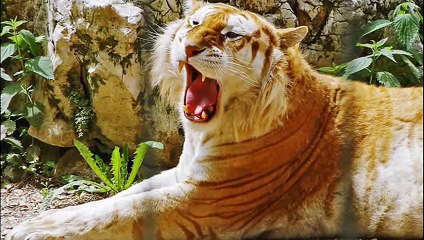 Liger