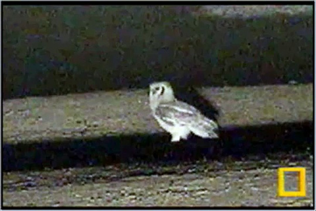 10.03.07 7.16pm PP Verreaux's Giant Eagle Owl