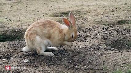 Thousands of Bunnies Chillin' on Japan's Rabbit Island