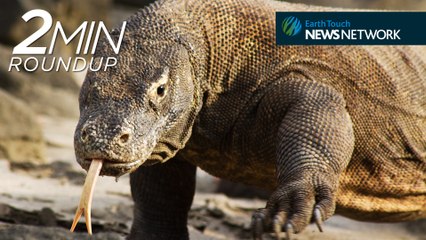 Smaug the dragon, pangolin smuggling bust & one cool ribbon worm