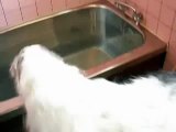 borzoi dog taking a bath by himself.