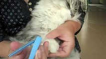 Maine Coon  Nail clipper　メインクーン　爪切り２ Cat  風太