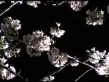 三溪園 夜桜 - YO SAKURA / Cherry Blossom