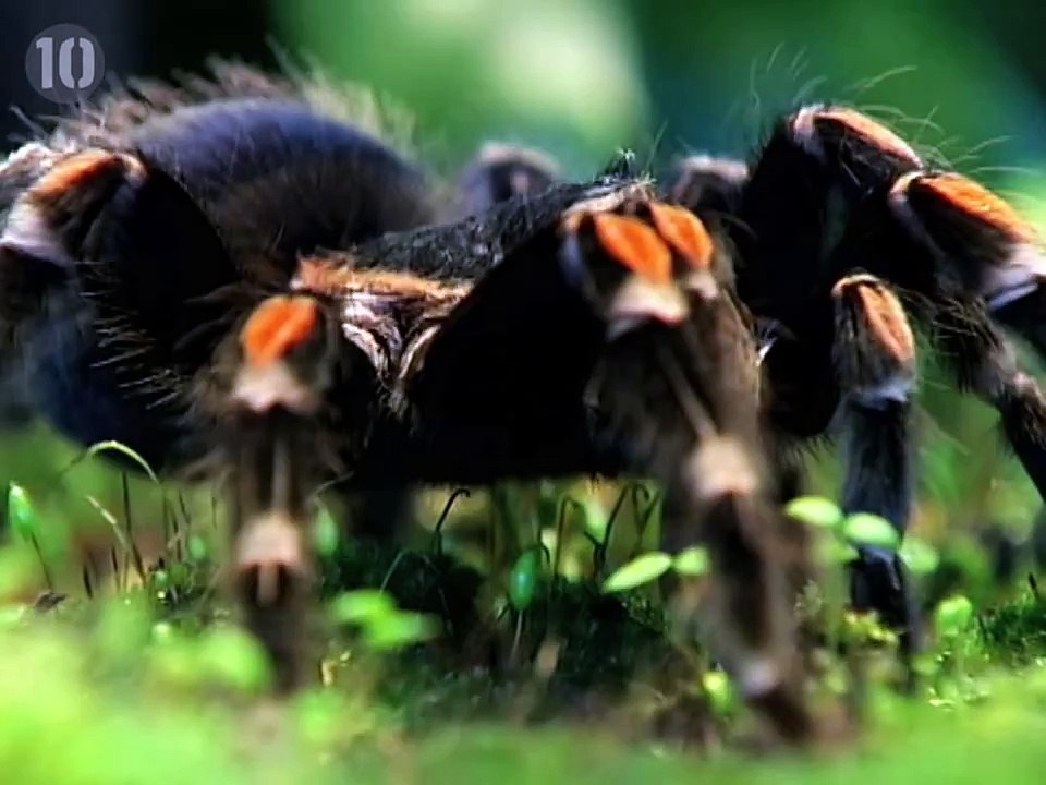 Top 10 Animals You Wouldn't Want As A Pet - video Dailymotion