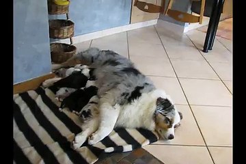 11 jours Portée Spencie x Green Day