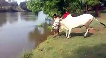 woow what of fantastic jump of this bull... must watch n share