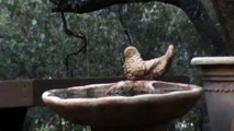 Baby Owls in Bird Bath