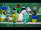Finches bird- Aviari la casa del diamant