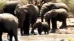 Baby elephants ignoring mom