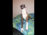 Boxer hilariously goes nuts on bed