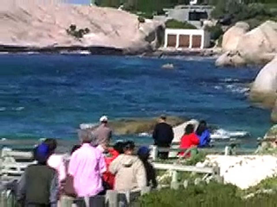 South Africa-Cape Town-Boulders Beach-African penguins
