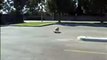 bulldog skateboarding