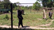 Un ours marche comme les humains !