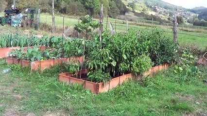 Como Hacer Humus De Lombriz #1 || Abono Organico || La Huertina De Toni