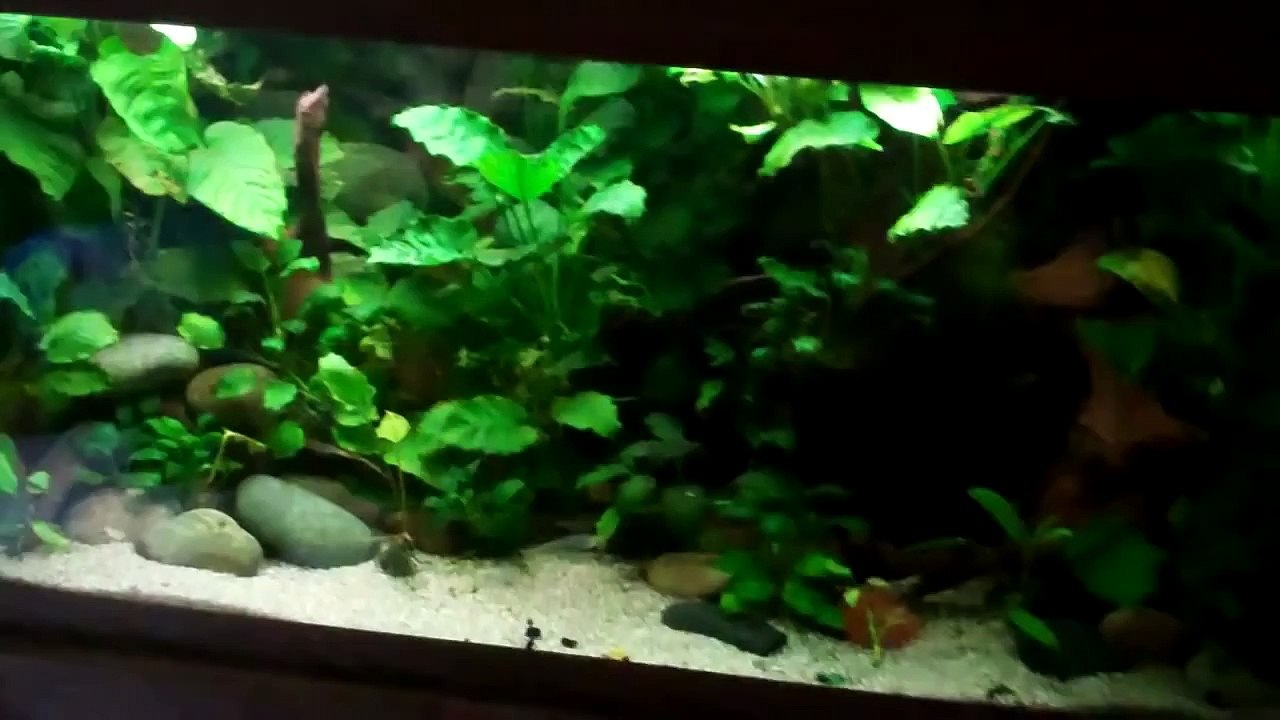 Anubias in the Planted Aquarium, Anubias Melt- Bryans Aquarium