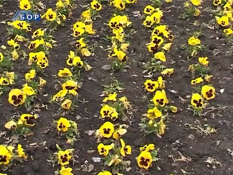 Krađa cveća i sadnica iz parkova, 08. maj 2015. (RTV Bor)
