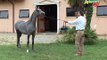 Frank Boetto e il cavallo arabo (1°p.) - 