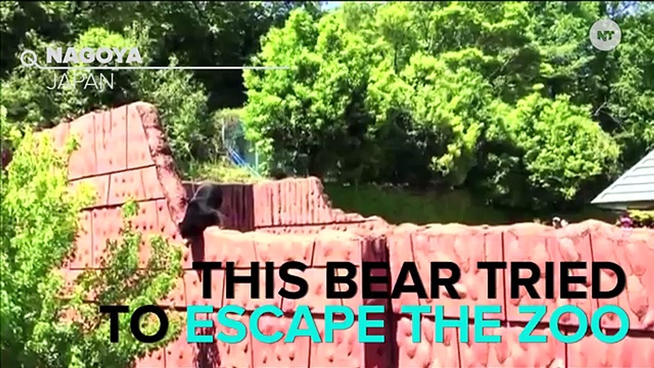 Bear Tries To Make Daring Escape From Zoo