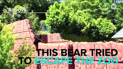 Bear Tries To Make Daring Escape From Zoo