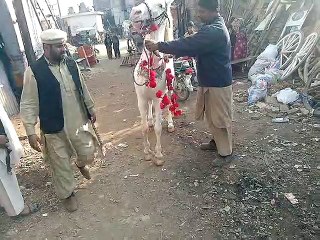 horse race dancing