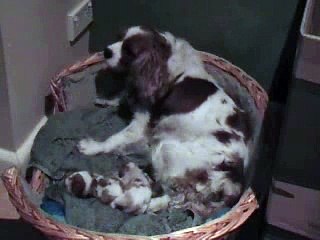 Cavalier King Charles giving birth