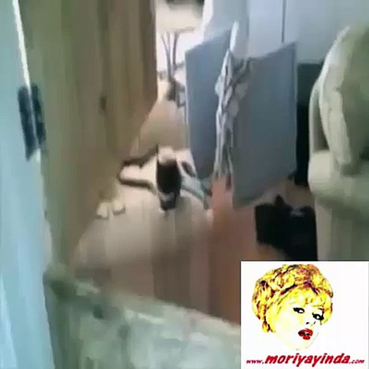 Kedilerin Komik Halleri