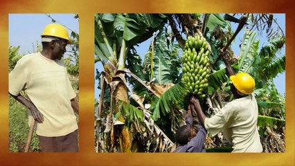 Agriculture Water Solutions in Zambia