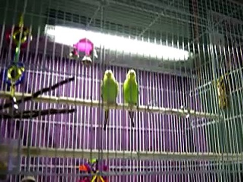 Talkative Parakeets