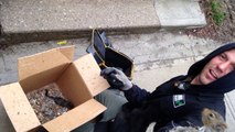 Squirrel Babies removed from Cupbard and safely left for Mother to return. | SWAT Wildlife