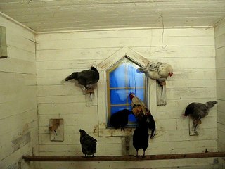 Läggdags för Meitons höns