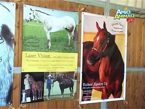 Il cavallo appaloosa - Amici animali - la tv a 4 zampe (a cura di Rose Ricaldi)