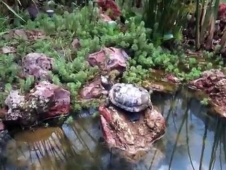 Estanque Museo de Antropologia